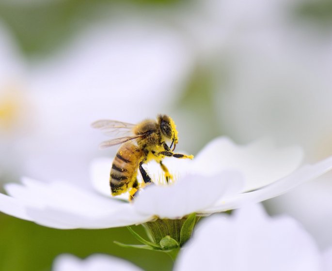 Piqure de frelon : que faire ?