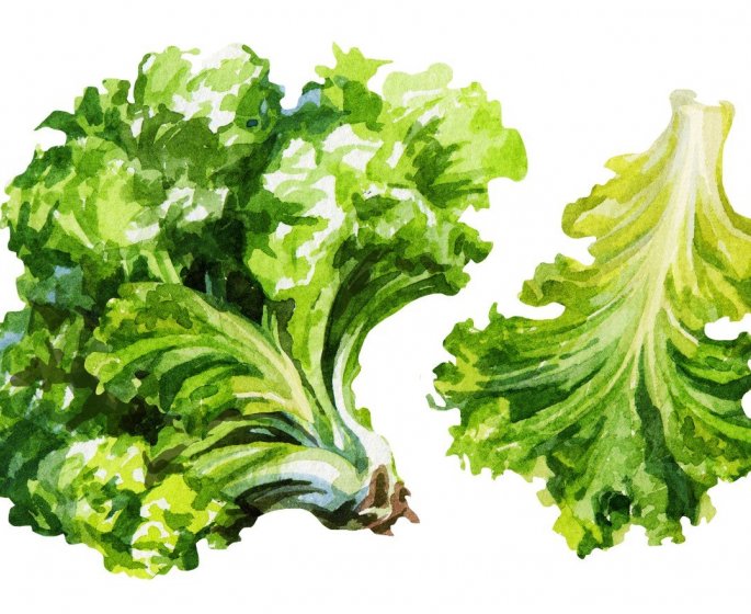 Salmonelle : les legumes a feuilles peuvent vous contaminer 