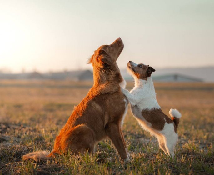 Chien : 12 races qui vivent plus de 10 ans en moyenne