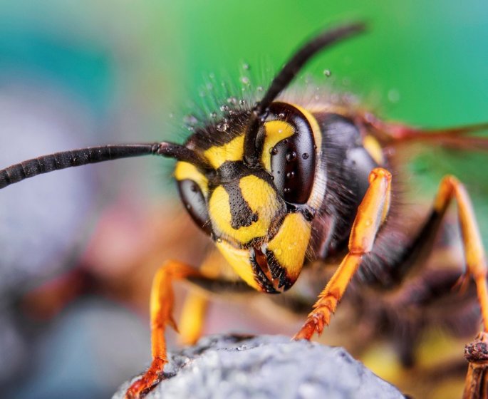 Frelon asiatique : 7 symptomes qui doivent alerter apres une piqure
