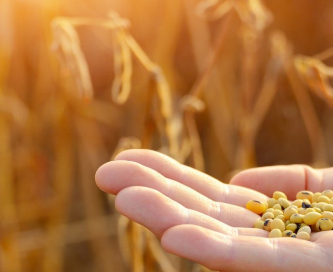 Sclerose en plaques : les aliments riches en isoflavones seraient protecteurs