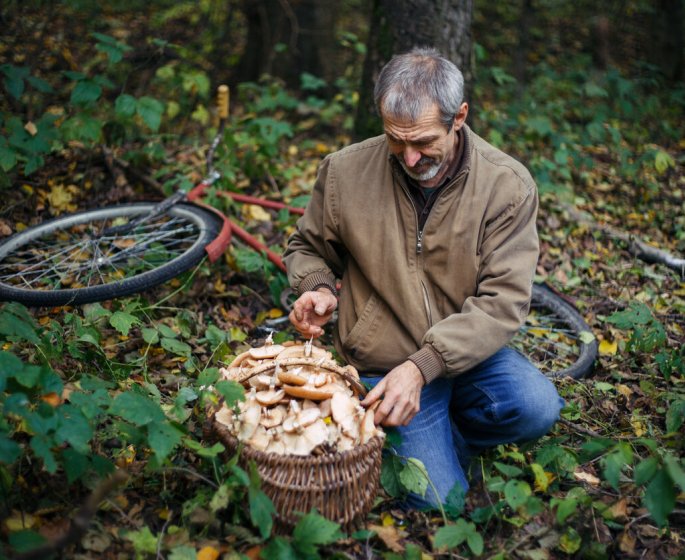 L-Anses alerte sur les risques d-intoxication lors de la cueillette de champignons