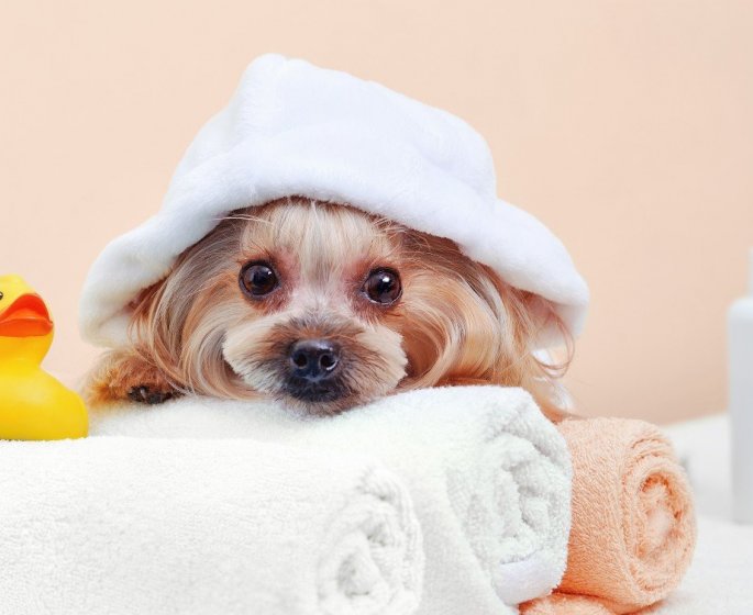Chien : les huiles essentielles a ne surtout pas utiliser