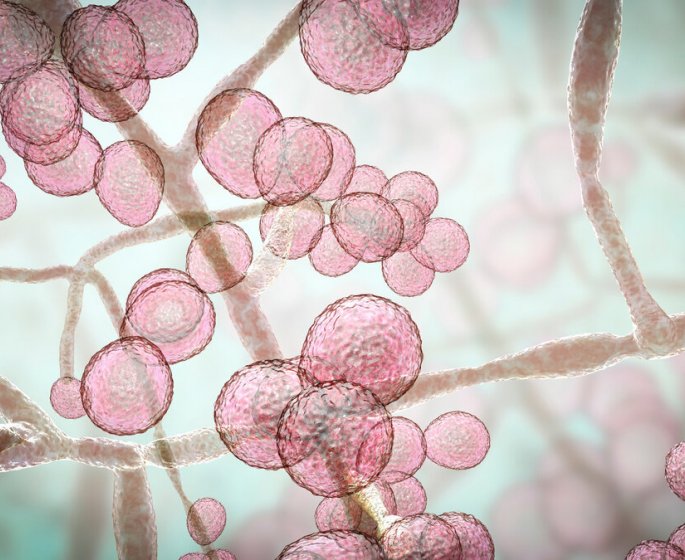 Candidose digestive : les aliments a privilegier et a eviter 