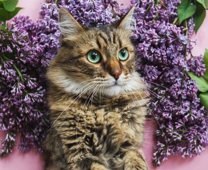 15 plantes d’interieur toxiques pour les chats