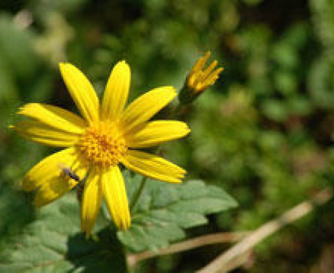 Arnica : proprietes, bienfaits, posologie