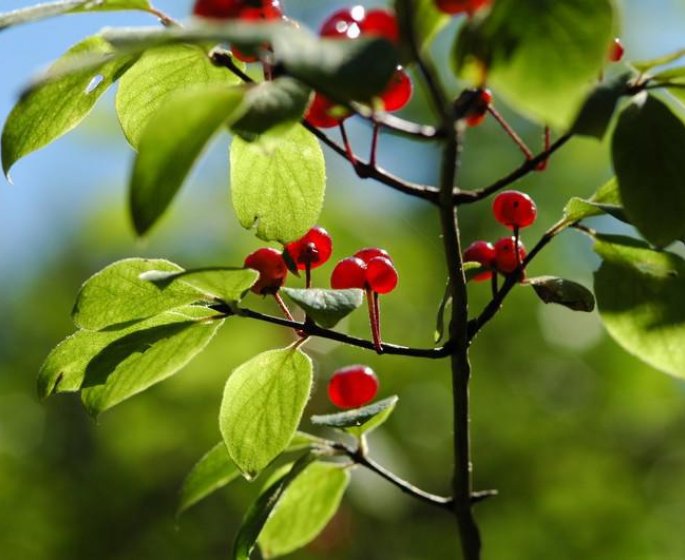 Phytotherapie : la bourdaine contre la constipation