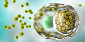 Chlamydia : symptomes et traitements de l-infection a chlamydia trachomatis