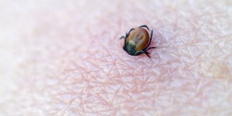 Maladie de Lyme : symptomes, traitements, taux de guerison et diagnostic