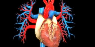 Cardiomegalie (hypertrophie du cœur) : causes, complications, traitements