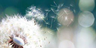 Allergie au pollen : symptomes, traitements, eviter les crises