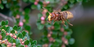 Frelon europeen : que faire en cas de piqure ou de nid, et quel danger ?