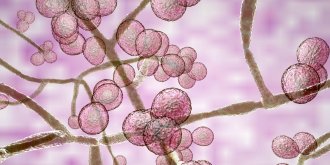 Candidose (candida) : symptomes, traitements pour la soigner, causes