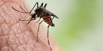 Dengue : bientot une menace en Europe ? 