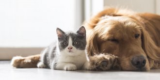 Chiens, chats, poissons : les 5 bienfaits des animaux de compagnie