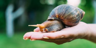 Des escargots responsables d’un type de meningite