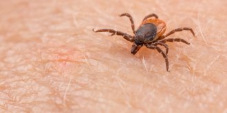 Proliferation de tiques geantes : quelle maladie peut-elle causer ?