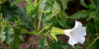 Qu-est-ce que l-herbe du diable, le poison qui rend fou a la tele ?