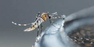 Chikungunya : un cas detecte dans le Tarn