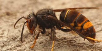Une piqure de frelon asiatique est-elle vraiment plus dangereuse que celle d-une guepe ?