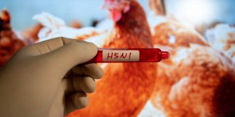 Grippe aviaire : pourquoi les autorites s-inquietent ? 