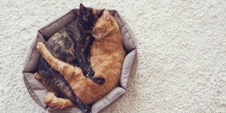 Animaux : une sexualite debridee !