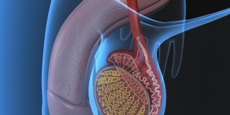Paraphimosis : quelles sont ses causes, et que faire face a cette affection du prepuce ?