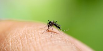 Moustique tigre : symptomes, que faire en cas de piqure ?