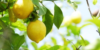 Otite : le citron comme traitement naturel