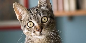 Allergie aux poils de chat : symptomes, traitements, que faire ? 