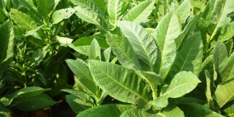 Qu-est-ce que le tabac fairgreen ?