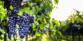  Varices : l’extrait de pepins de raisins reduirait la douleur