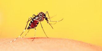 Dengue : symptomes, vaccin, traitements, diagnostic de la maladie