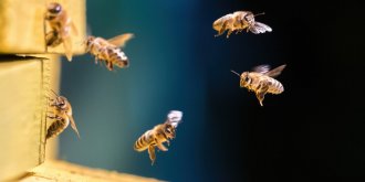 Attaque d-abeilles a Aurillac : comment reagir a une attaque et quand consulter ?