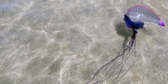 Qu’est-ce que la physalie, cette bestiole qui peut provoquer un arret cardiaque ? 