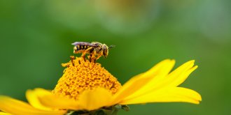 Insolite : le venin peut vous soigner de bien des manieres !