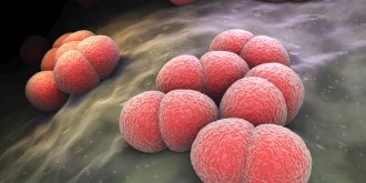 Meningite a meningocoque : comment expliquer la hausse fulgurante des cas ? 