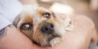 Epilepsie : les chiens pourraient flairer les crises grace a leur odeur particuliere