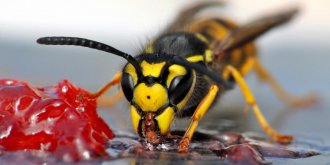 Piqure de guepe : que faire en cas de gonflement ou d-allergie pour la soigner ?