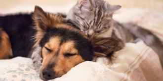 Votre chien ou votre chat a des puces ? Voici les bons gestes a adopter ! 