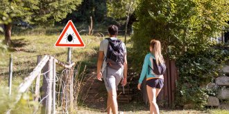 Tiques : attention elles se rapprochent des villes