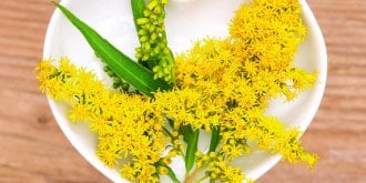 Solidago : l-homeopathie contre la retention d-eau