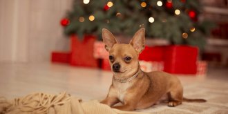 Noel : 4 fois plus d-empoisonnements au chocolat chez les chiens !