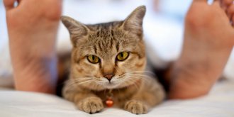 Comment votre chat peut vous donner Alzheimer a cause de la toxoplasmose ?