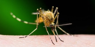 Qu-est-ce que la fievre jaune ?