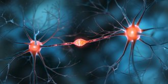 Des neurones pour arreter de manger : une piste dans la lutte contre l’obesite