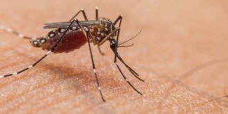 Dengue : premier cas autochtone detecte en Ile-de-France
