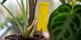 7 astuces pour se debarrasser naturellement des moucherons a la maison