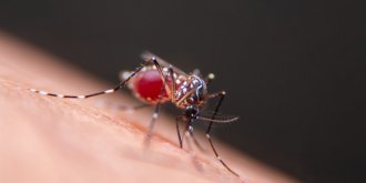 Dengue : les symptomes de cette maladie dont les cas augmentent en France