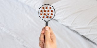 7 maladies favorisees par les acariens